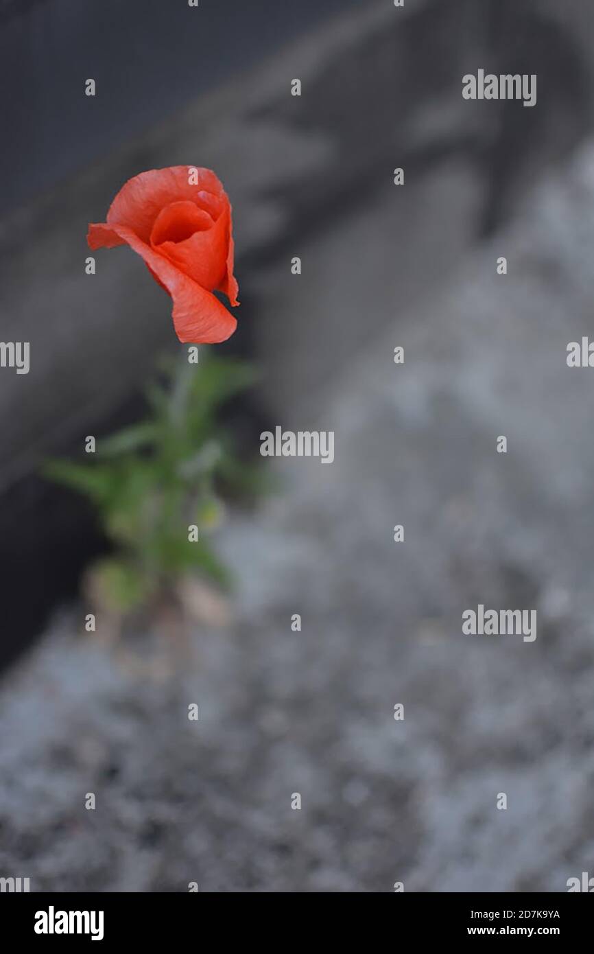 Red poppy on gray background hi-res stock photography and images - Alamy
