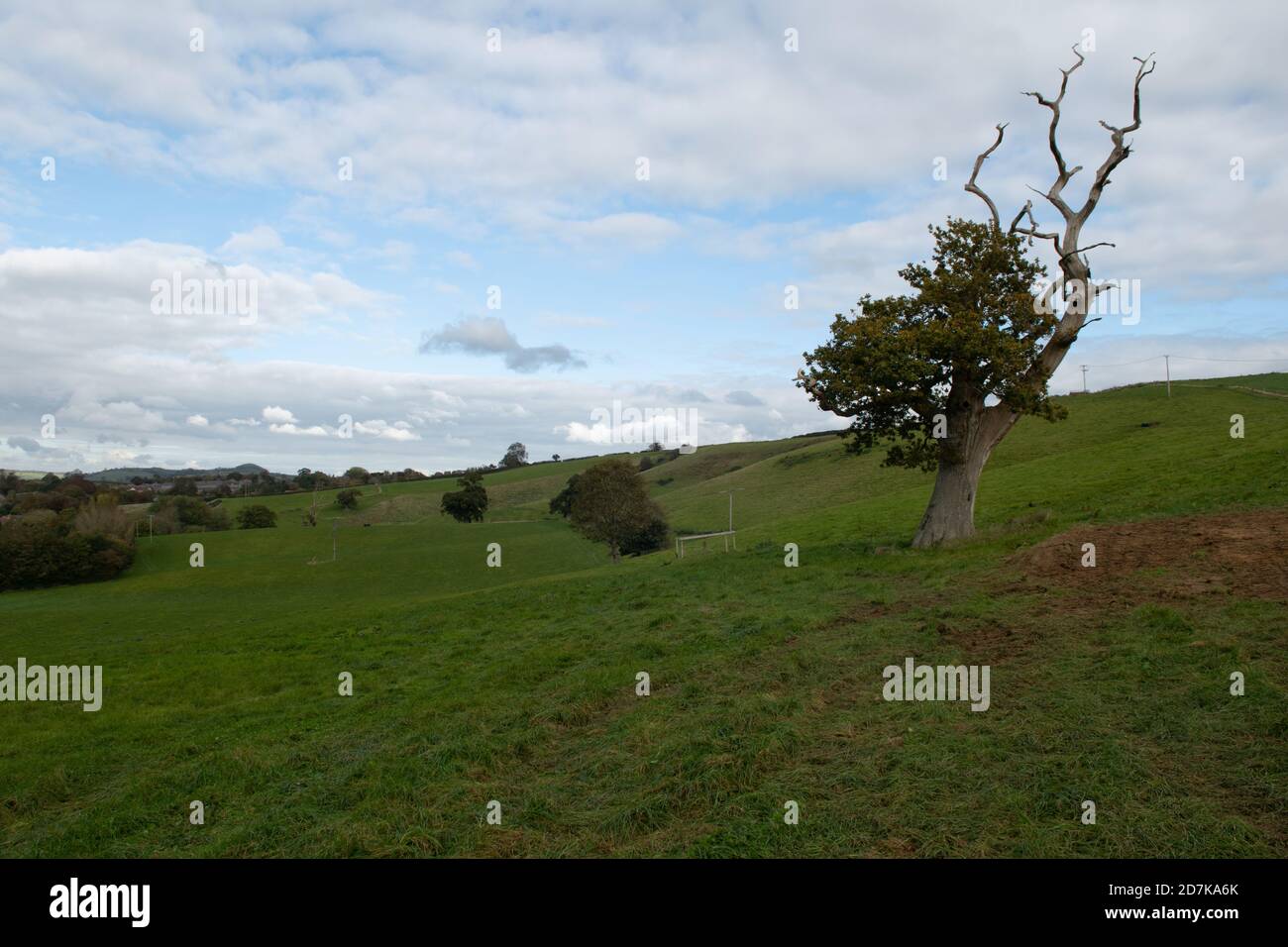 Dead tree on Lodge Hill, Castle Cary, Somerset, England Stock Photo - Alamy