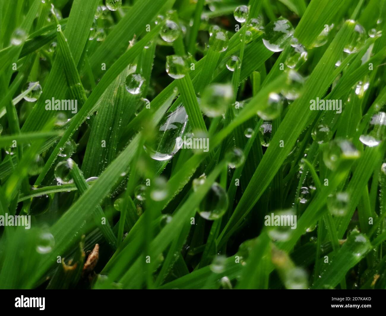 green grass background on meadow with drops of water dew close-up ...