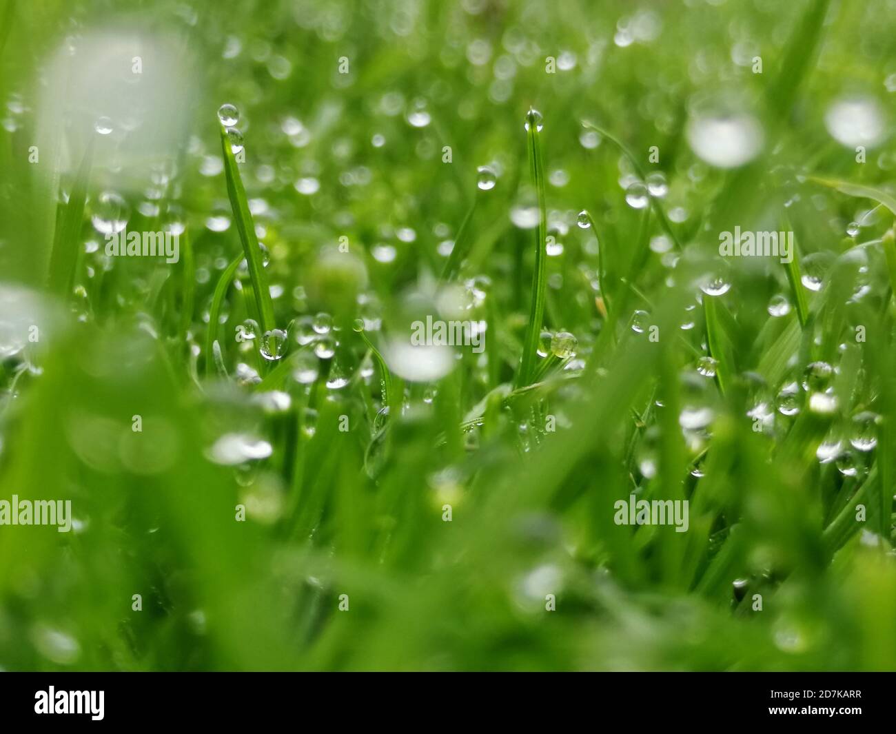 green grass background on meadow with drops of water dew close-up ...