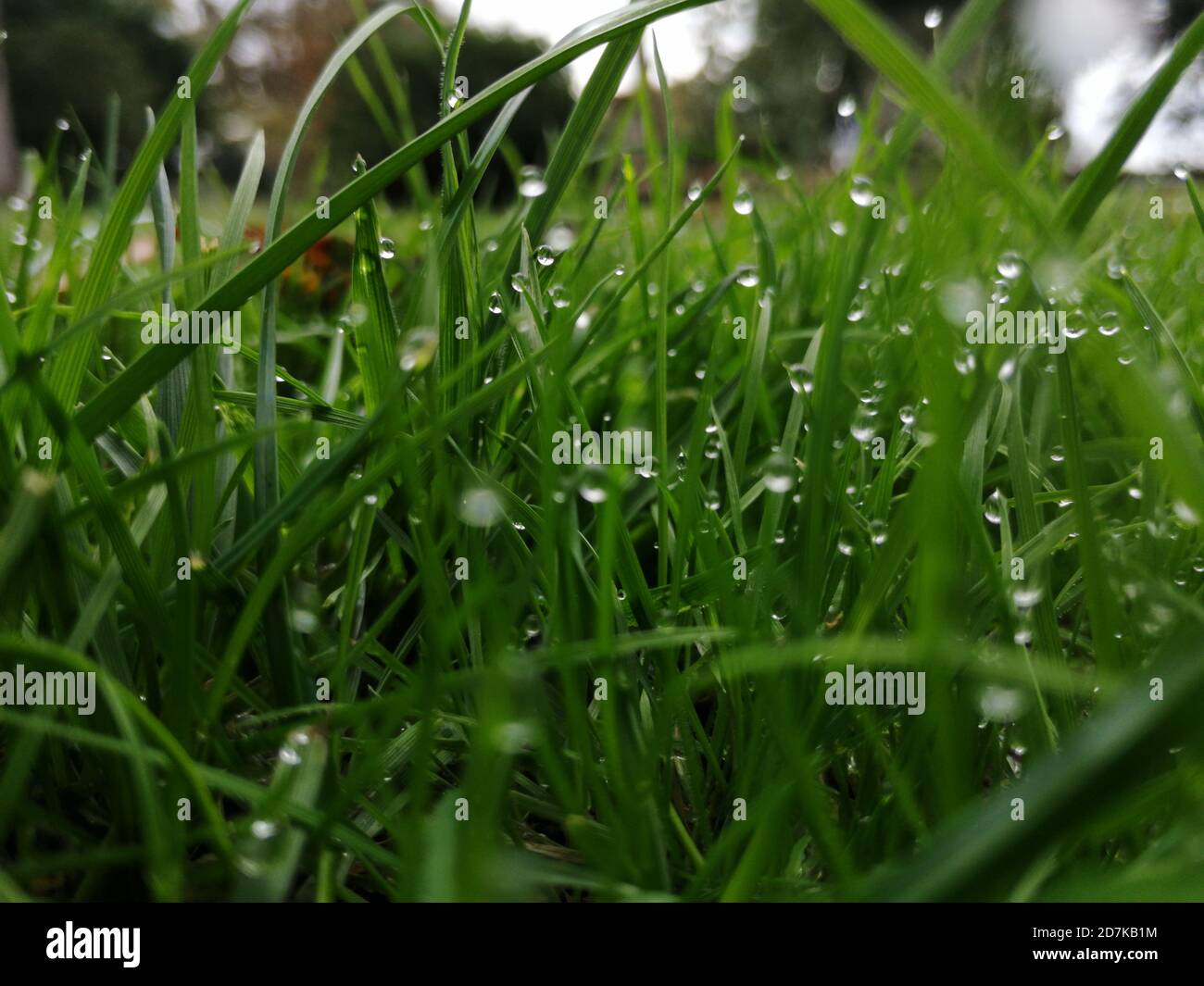 green grass background on meadow with drops of water dew close-up ...