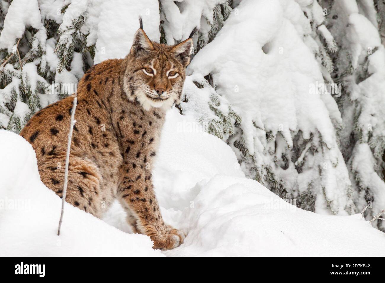 a lynx in the Bayerischer Wald national park in winter Stock Photo