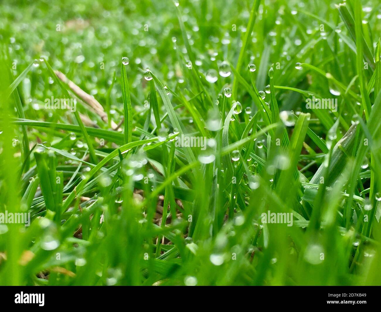 green grass background on meadow with drops of water dew close-up ...