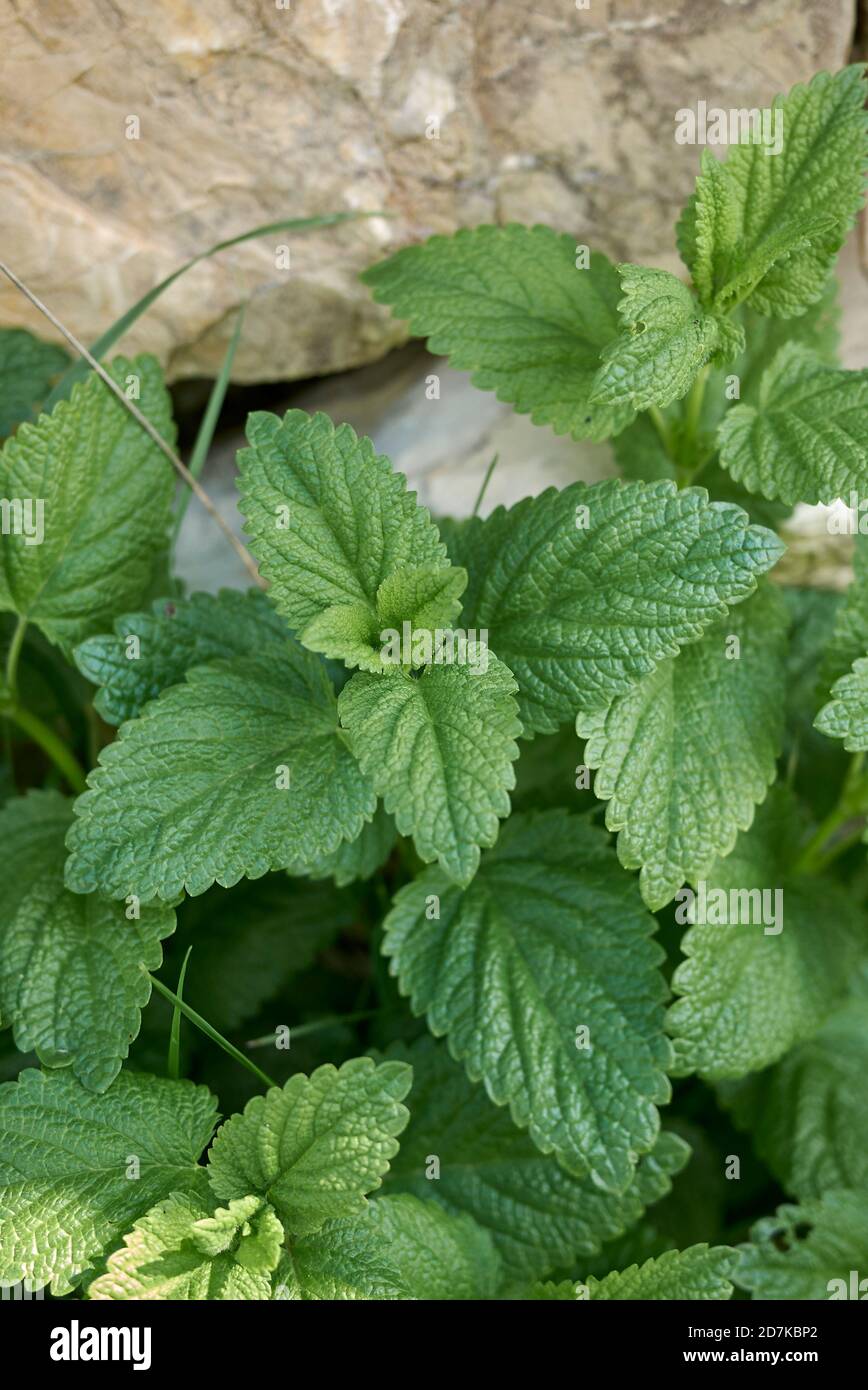 Melissa officinalis fresh leaves close up Stock Photo