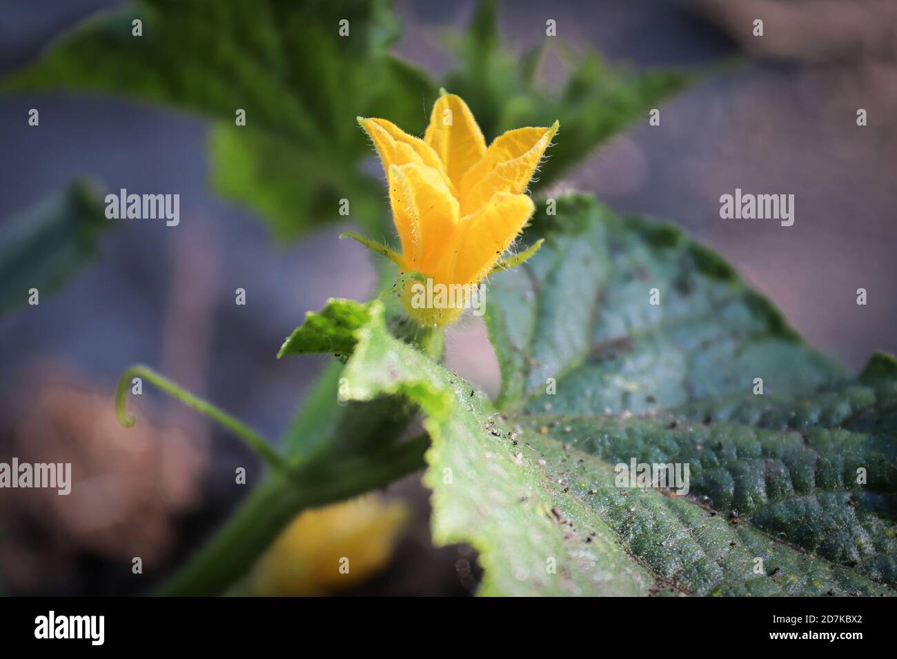 Macro view of a pickling cucumber blossom Stock Photo