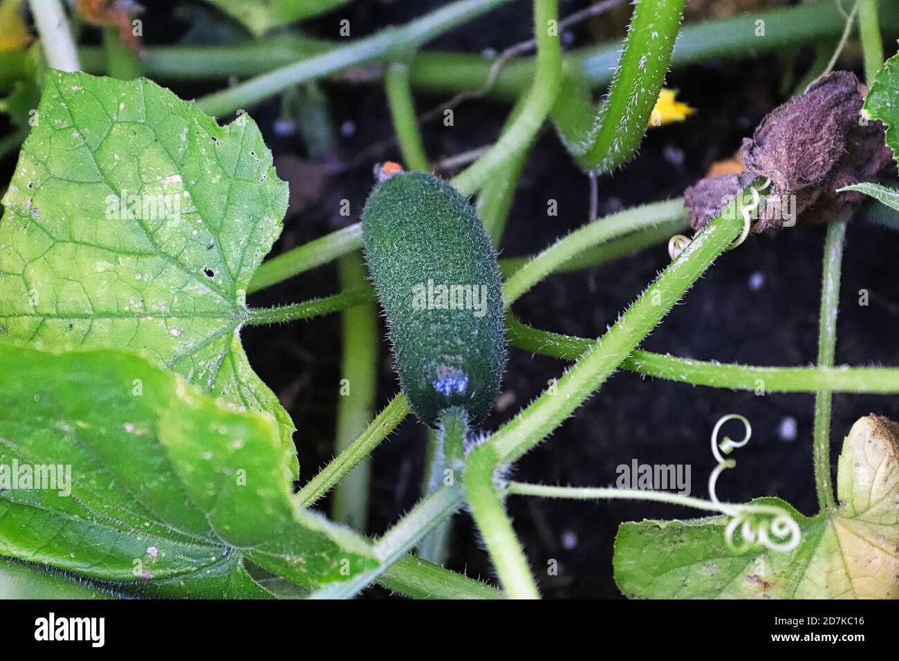 Cucumber harvest a field hires stock photography and images Alamy