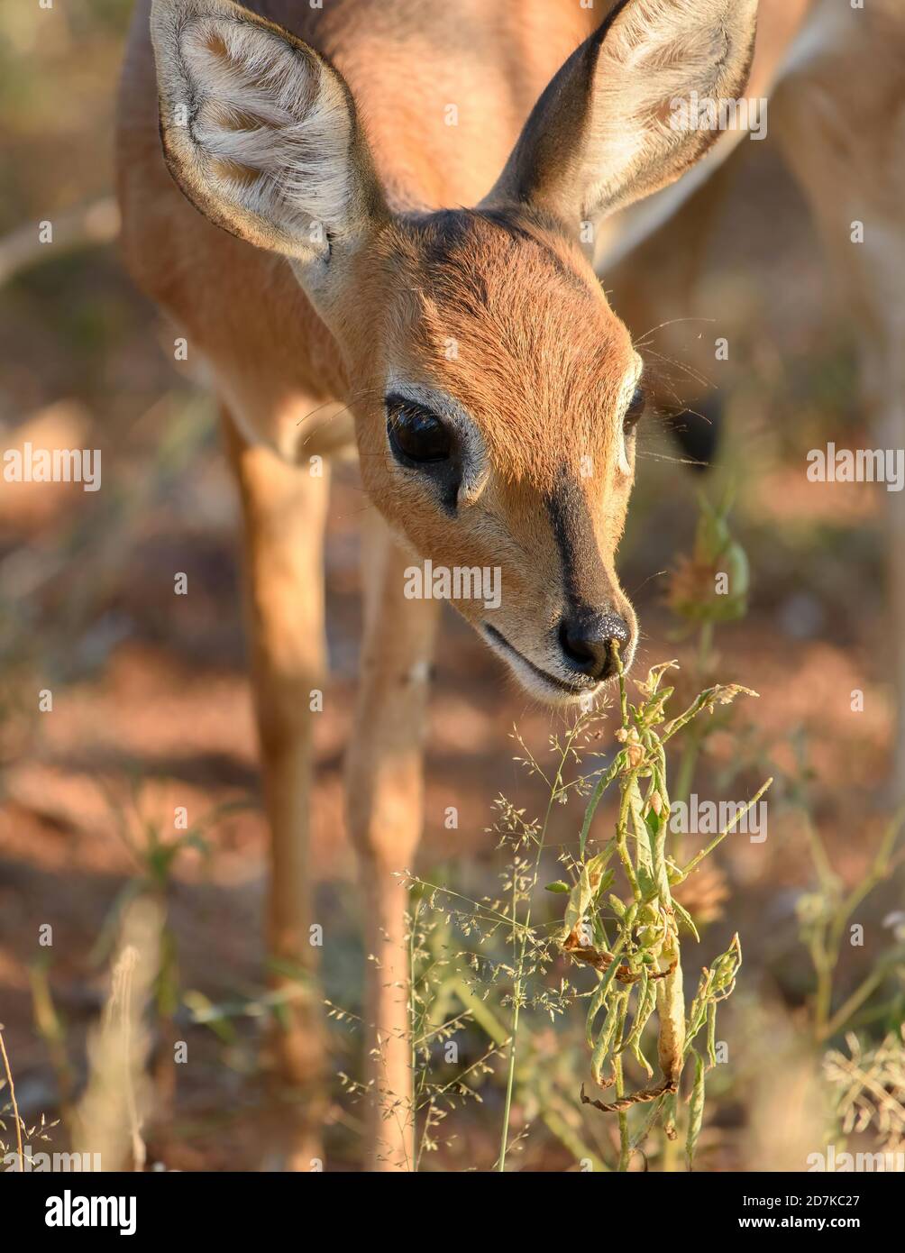 Pretty little female steenbok antelope with high eyes and ears hiding