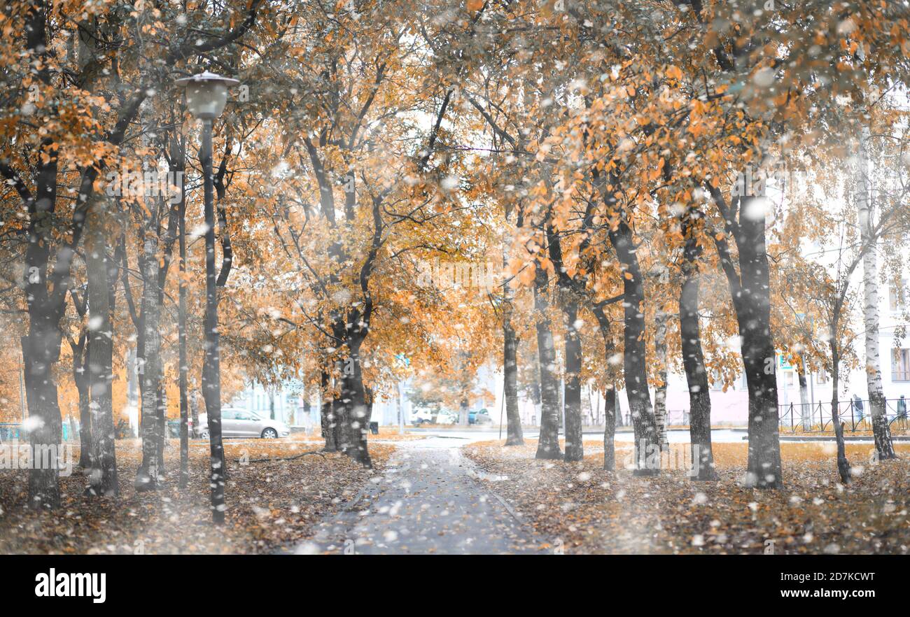 Autumn park in the first snow Stock Photo - Alamy