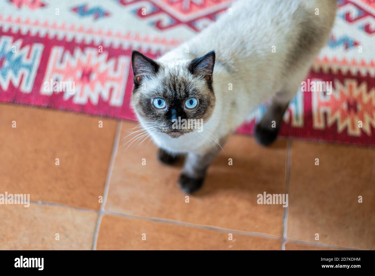 Selective Focus. Scottish cat. Color Chocolate Hello. Pets, morning, comfort, rest and people concept - happy cat at home. Stock Photo