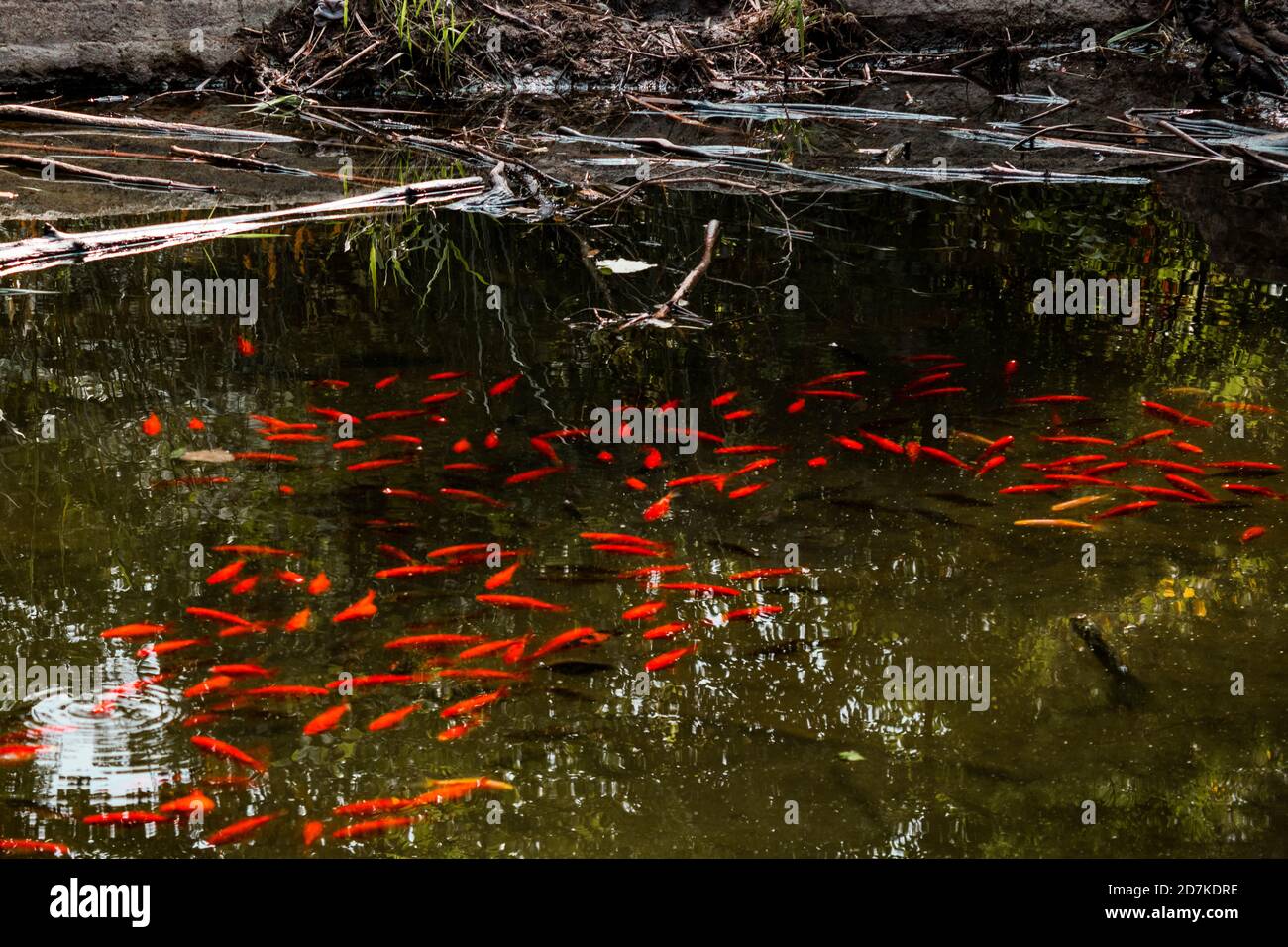 Gold fish in pond with reflection of tree Stock Photo
