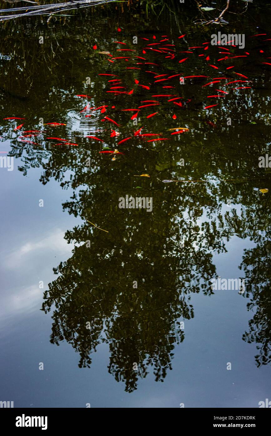 Gold fish in pond with reflection of tree Stock Photo