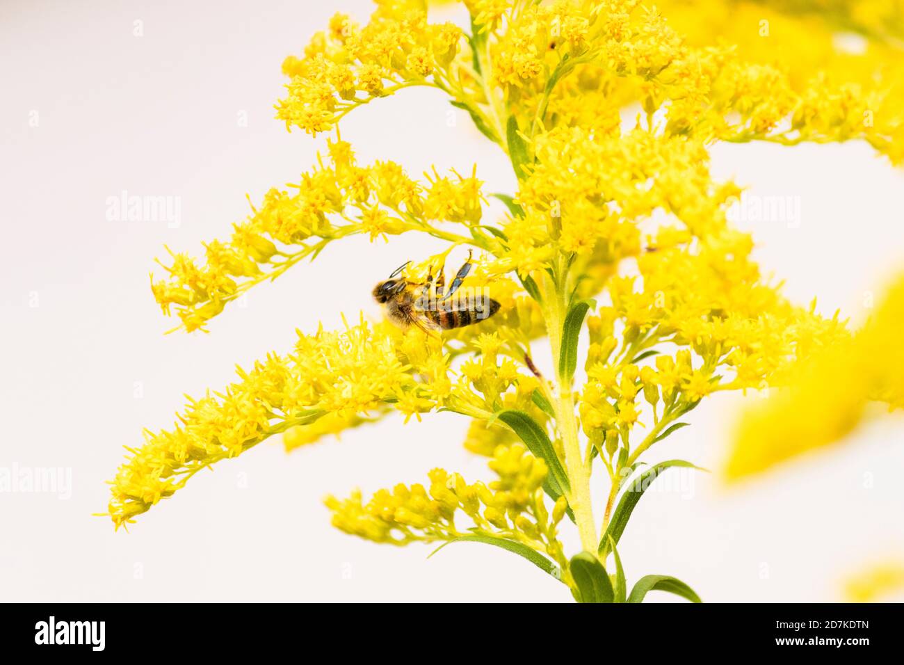 Honey bee on wild yellow flower Stock Photo