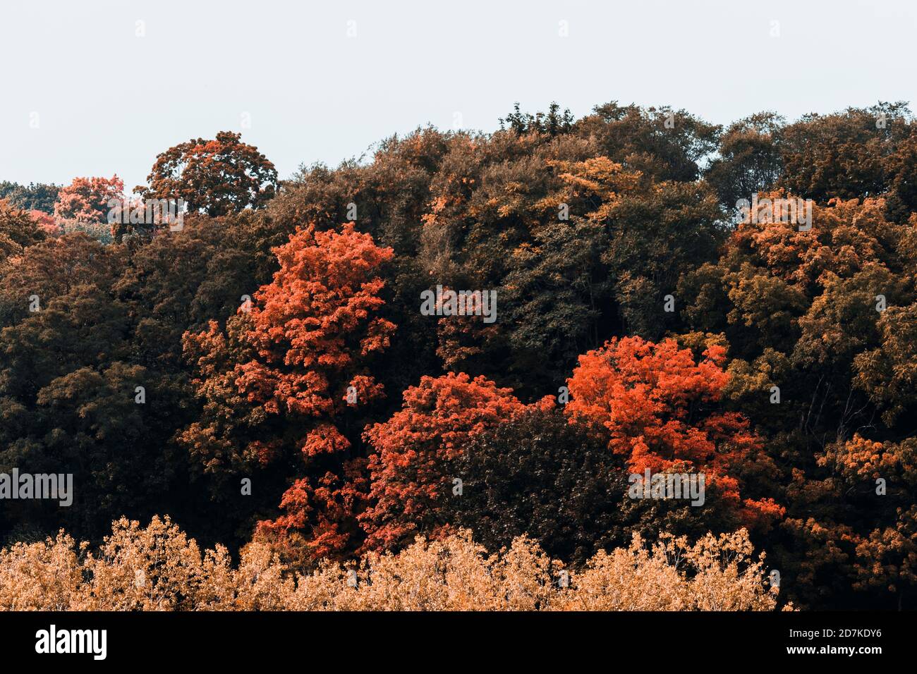 Trees of Autumn Stock Photo