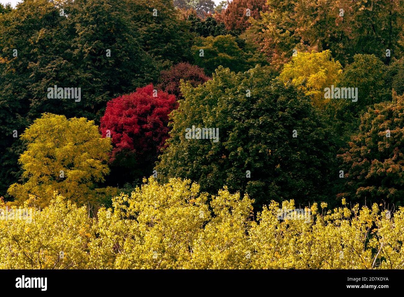Trees of Autumn Stock Photo