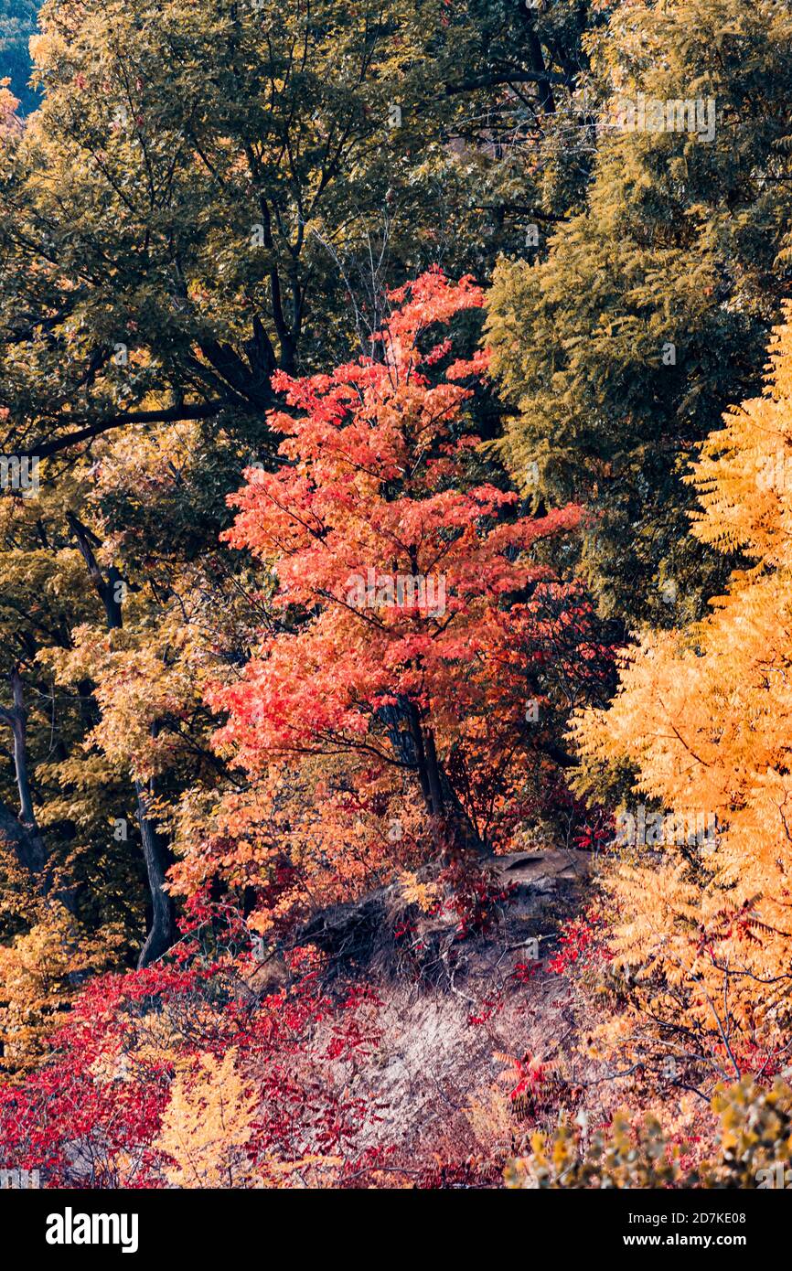 Red Tree of Autumn Stock Photo