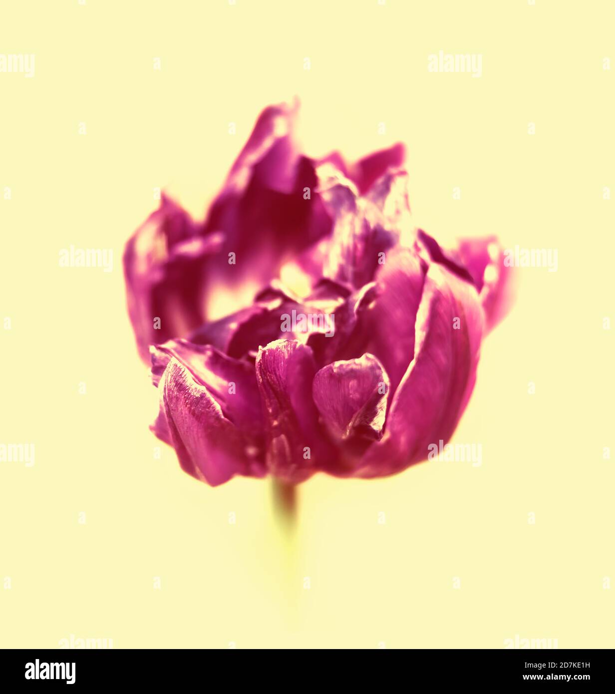 Dried tulips. Dry petals of red tulips. Dry tulips like symbol of fade