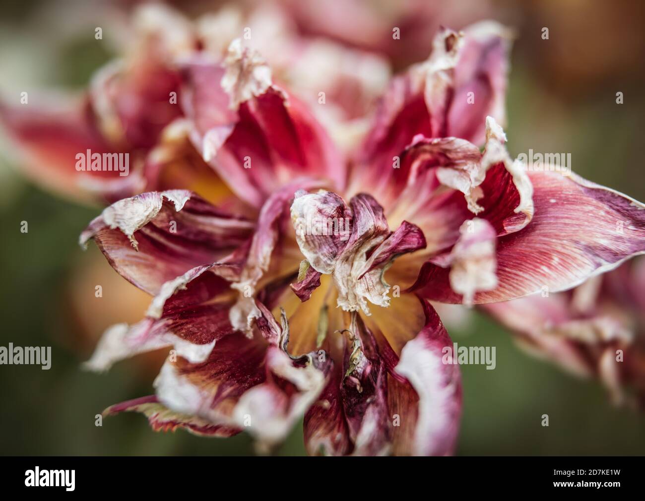 Dried tulips. Dry petals of red tulips. Dry tulips like symbol of fade