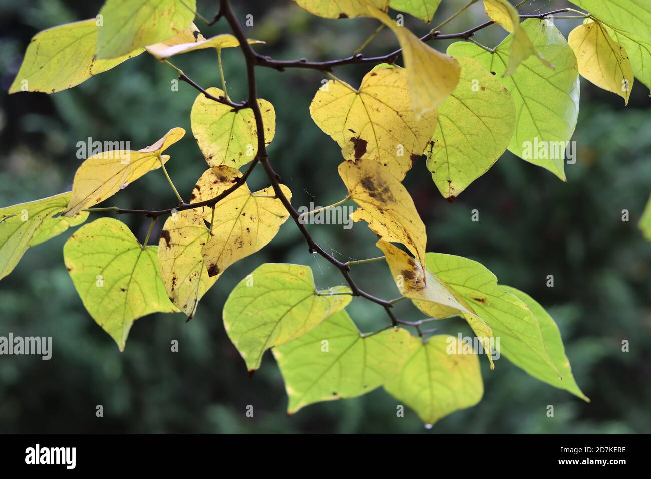 Yellow leaves on a branch hi-res stock photography and images - Alamy