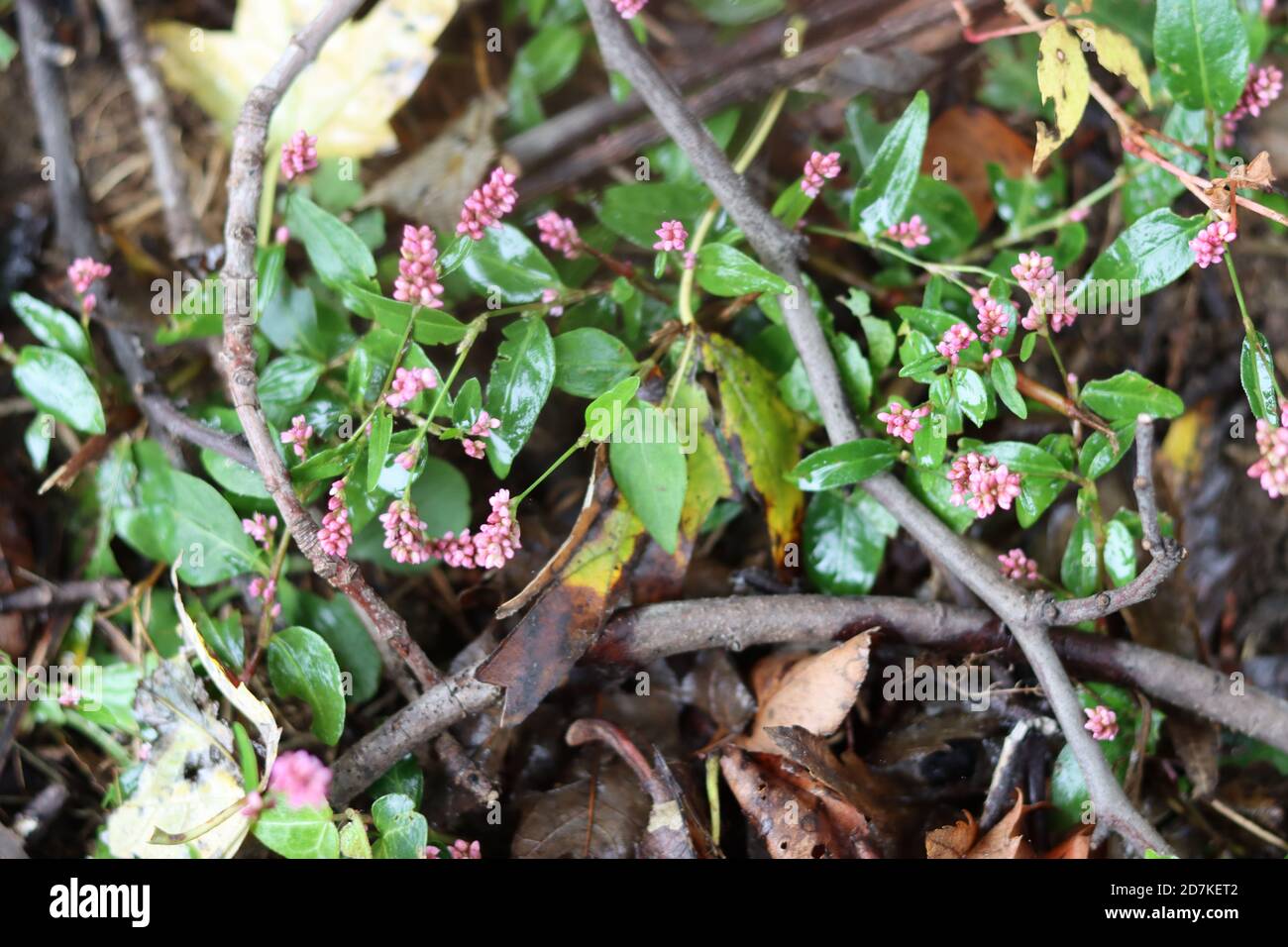 Pink weeds and sticks Stock Photo Alamy