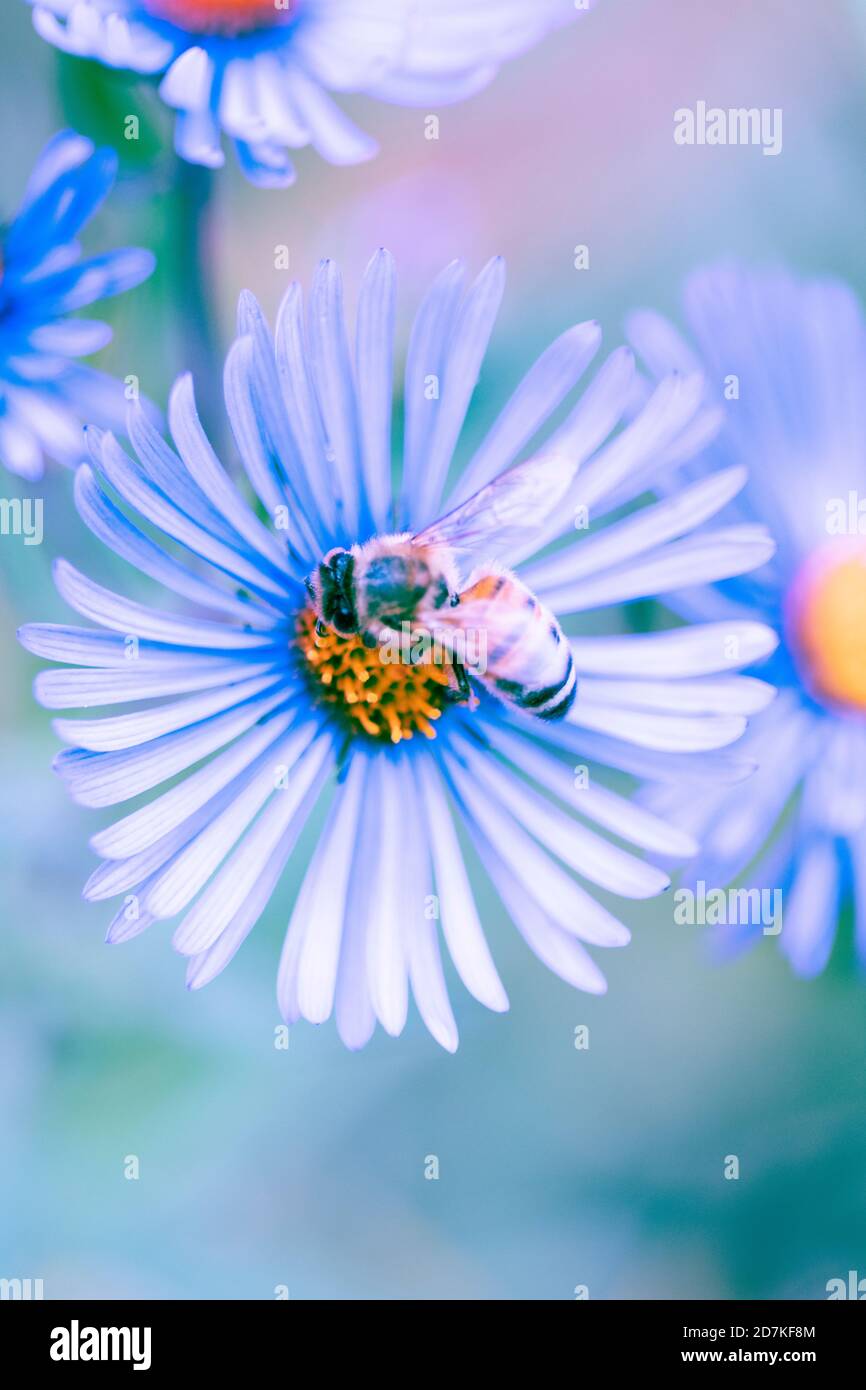 Honey bee on wild flower Stock Photo