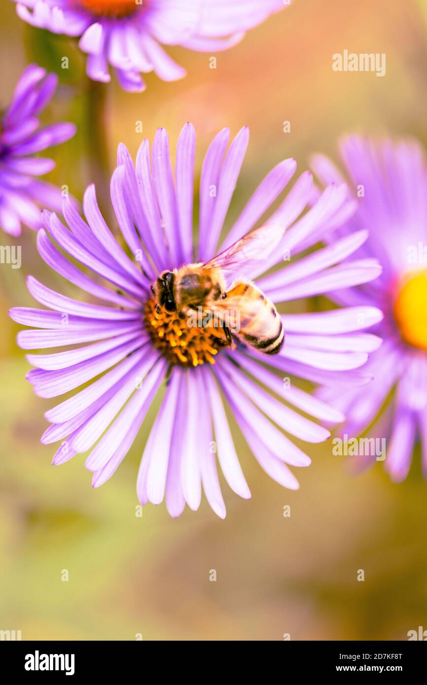 Honey bee enjoying a pink flower - view from above Stock Photo