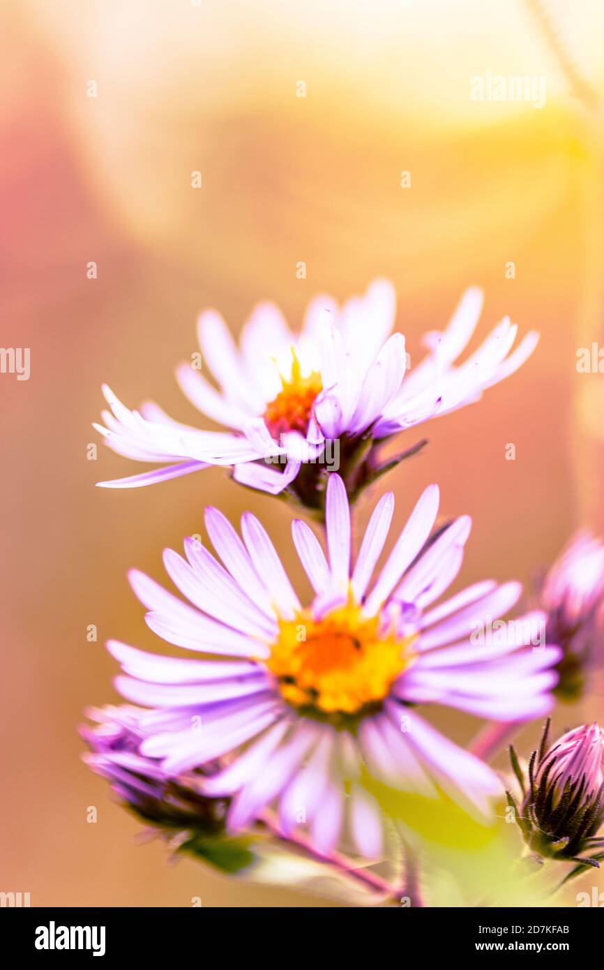 Pink flowers on a bright background Stock Photo