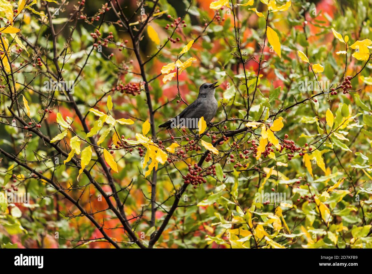 Grey Cat Bird calling in the woods Stock Photo - Alamy
