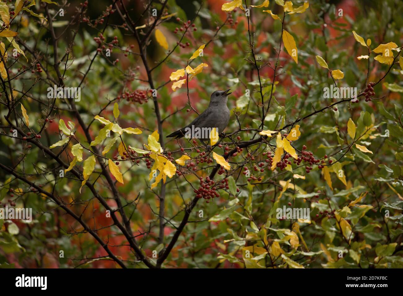 Grey Cat Bird calling in the woods Stock Photo