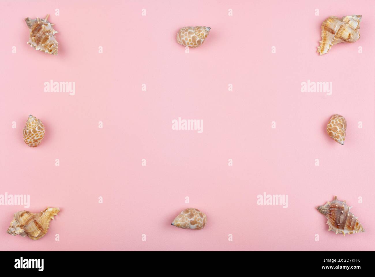 eight shells on a pink background Stock Photo