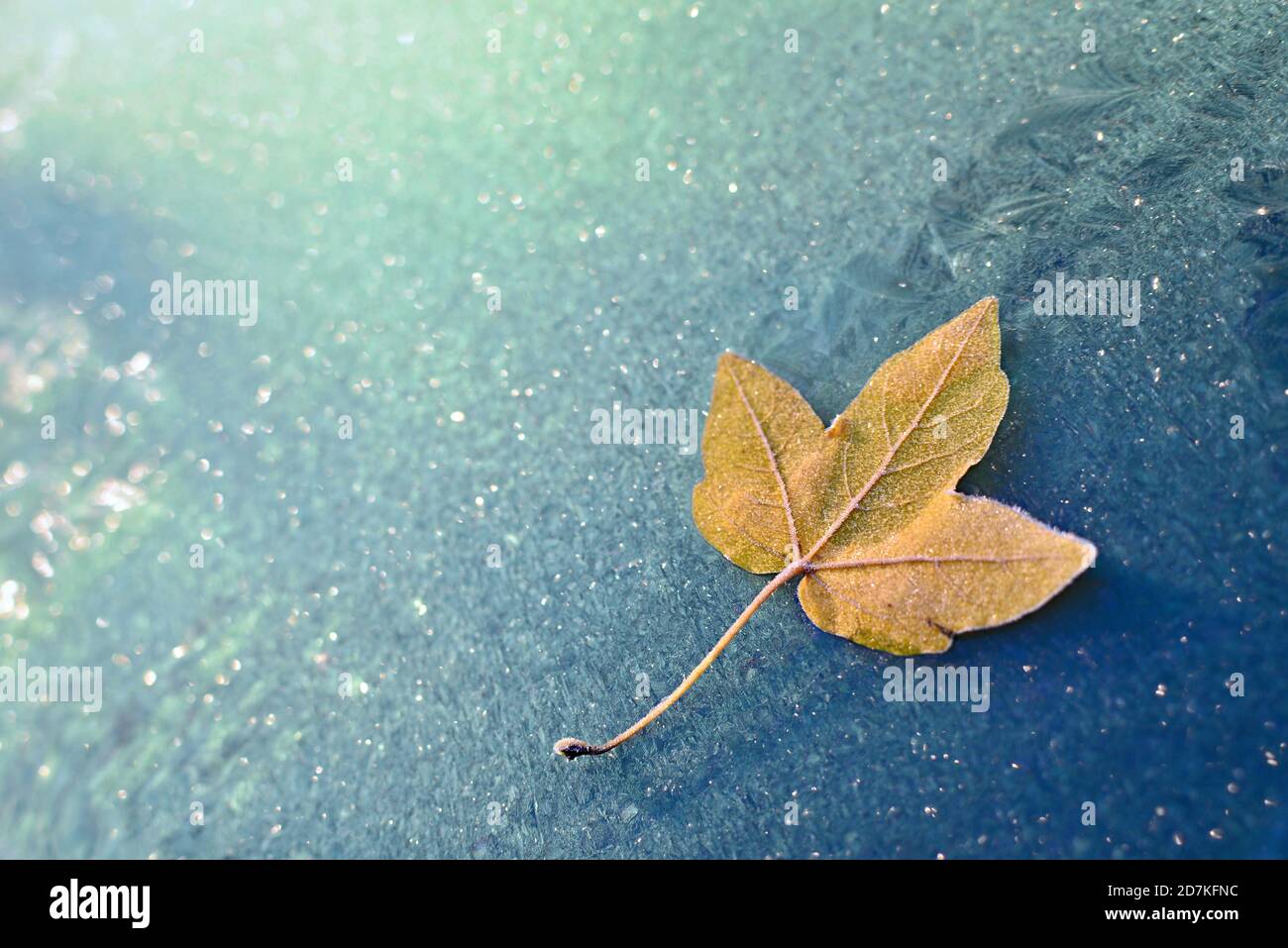 Maple leaf on ice surface. Leaf with ice crystals. Stock Photo