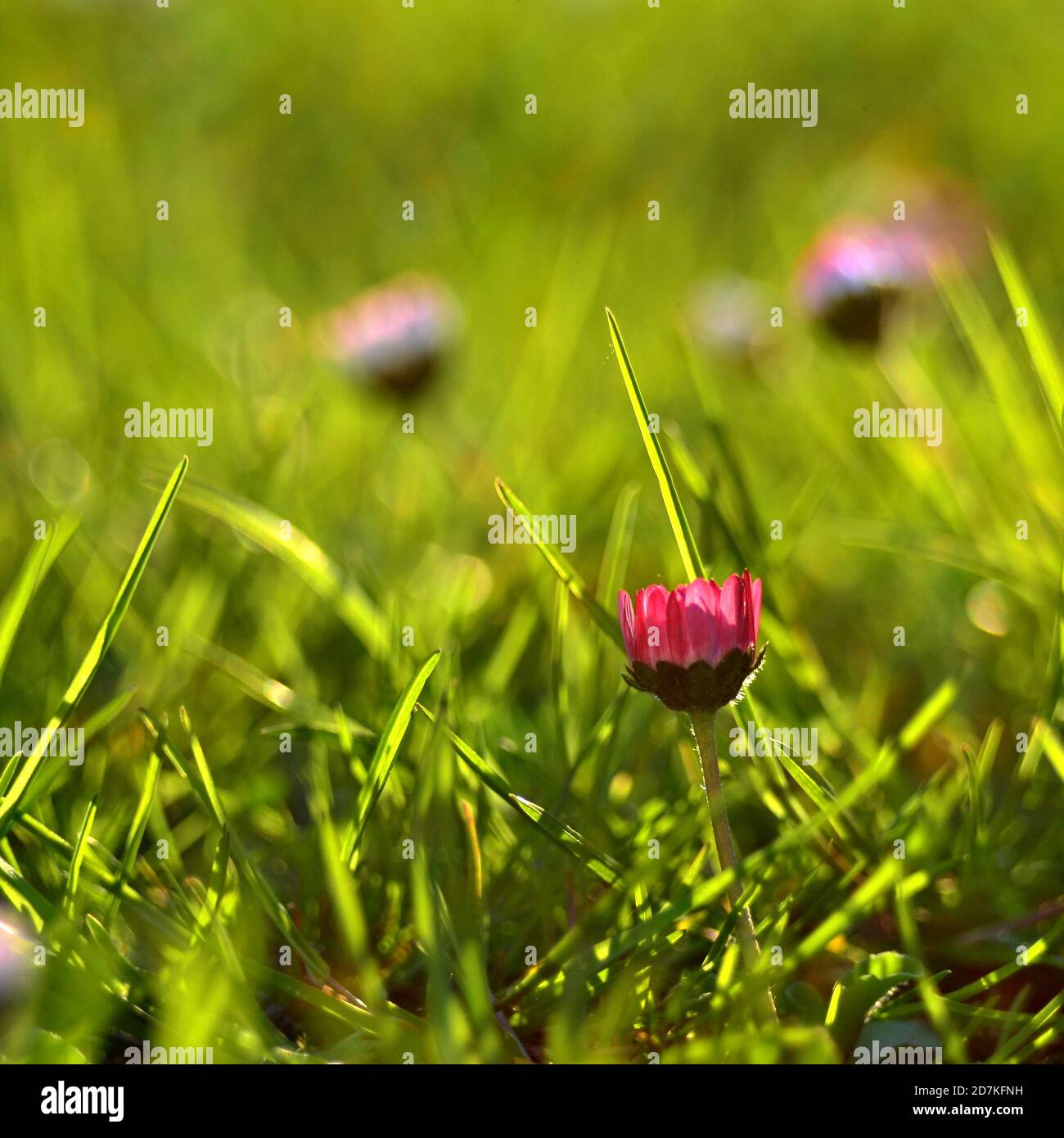 Daisies in the grass. Sunlit flowers. Pink-purple daisy in a green lawn. Stock Photo