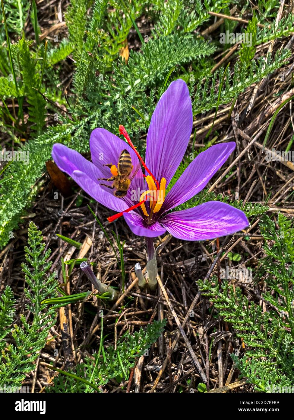 Saffron cultivation, harvest and processing in Mund, Naters