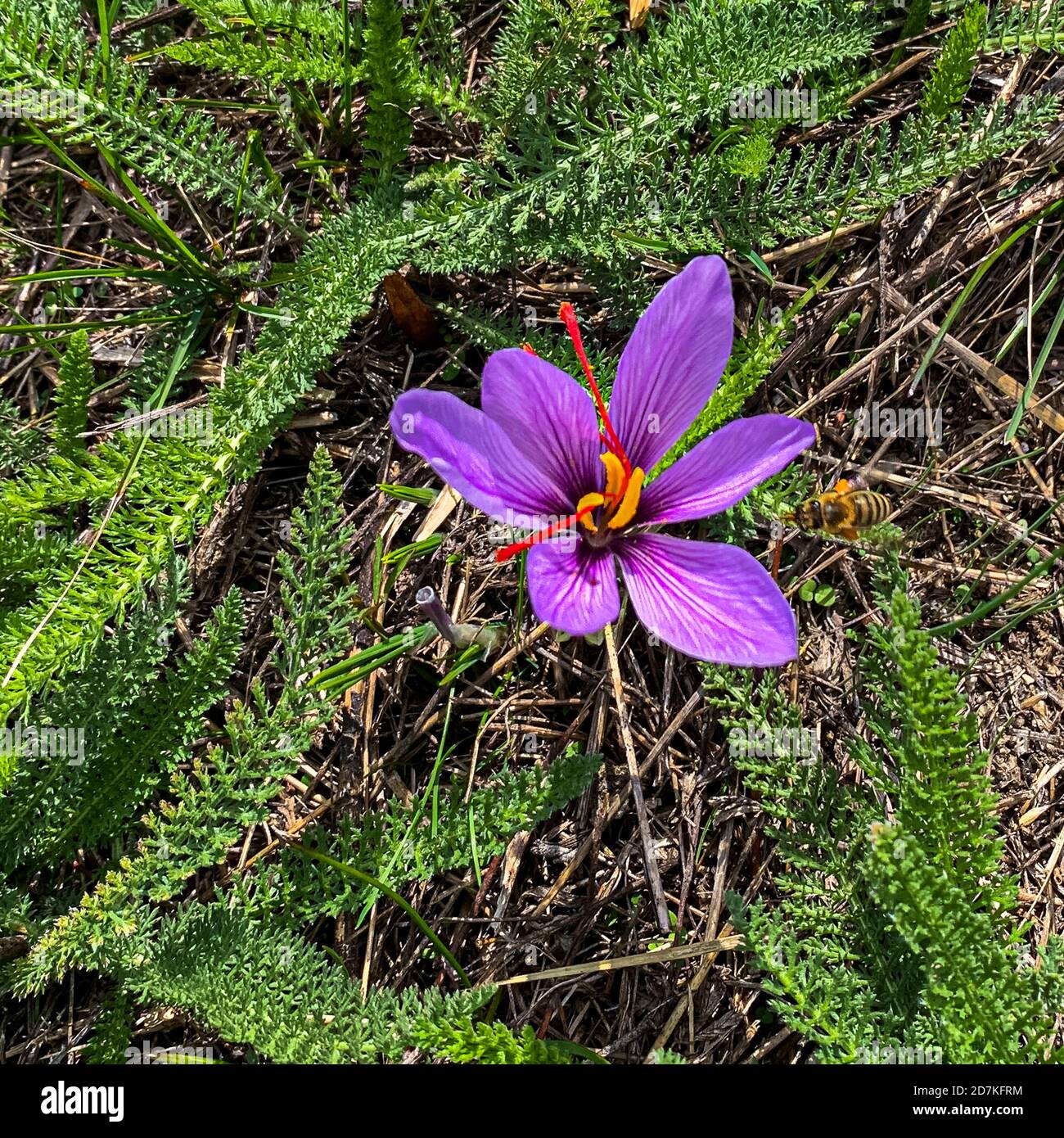 Saffron cultivation, harvest and processing in Mund, Naters