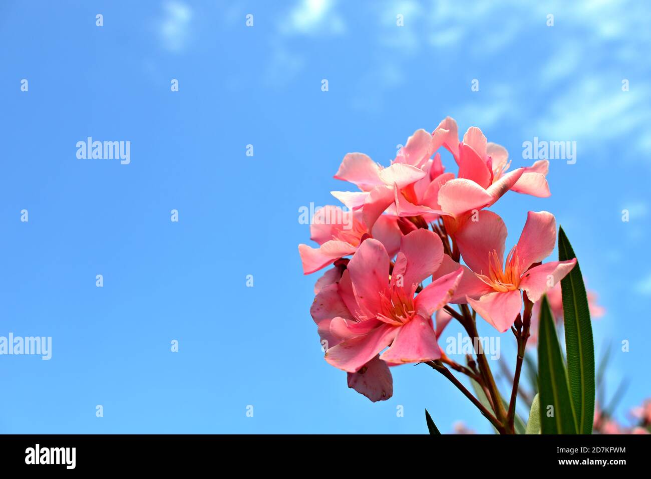 Pinkish flowers with blue sky in the background. Nerium oleander (Oleandr obecný). Stock Photo