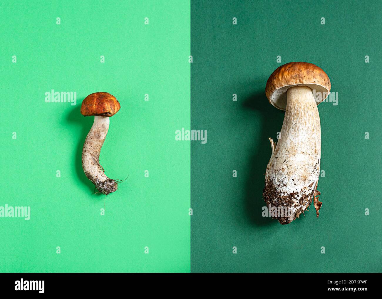 Creative layout. Porcini mushrooms on a green background. Summer and autumn concept Stock Photo