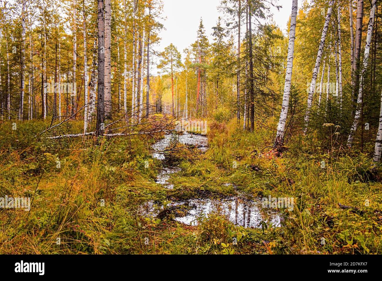 Autumn landscape. Yellow taiga forest with a path and puddles after rain. Stock Photo