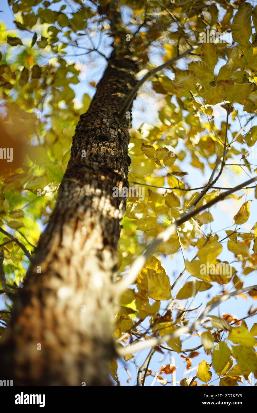 Autumn tree with yellow leaves on the branches. Background blue Stock ...