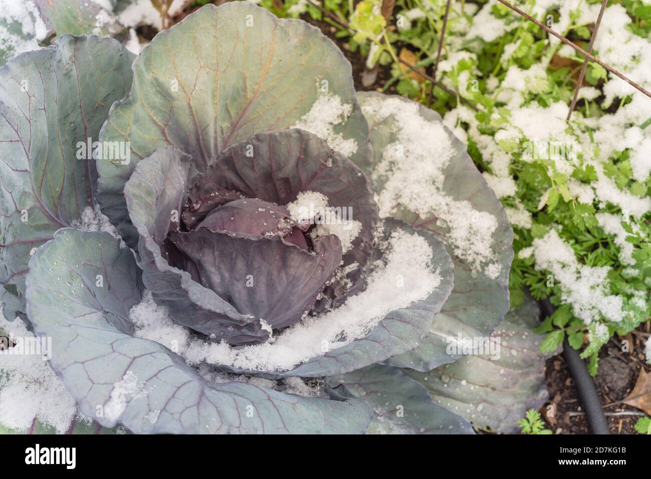 Snow Cabbage High Resolution Stock Photography and Images Alamy