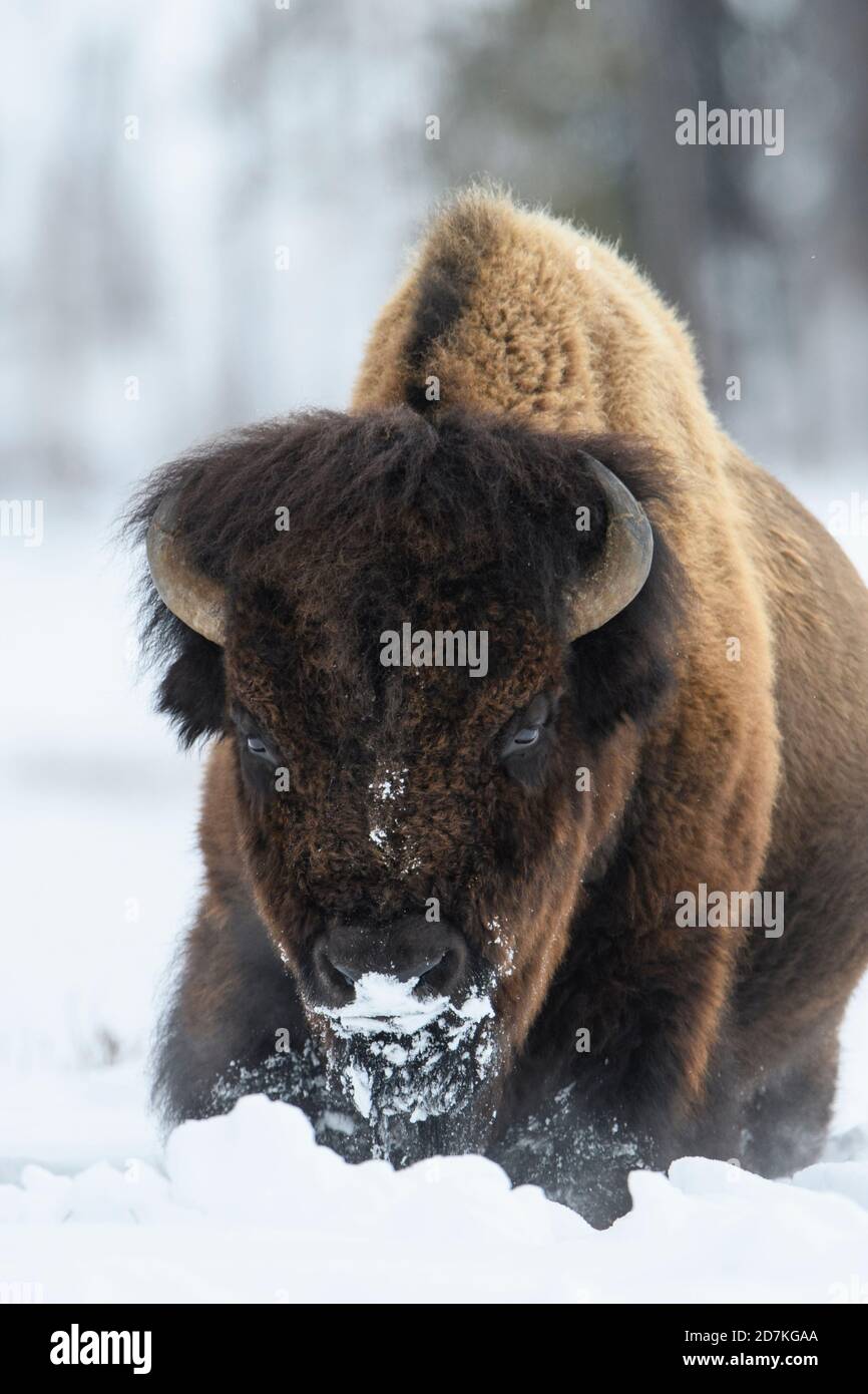 Bull Bison (Bison bison) in winter, Yellowstone National Park, Wyoming Stock Photo