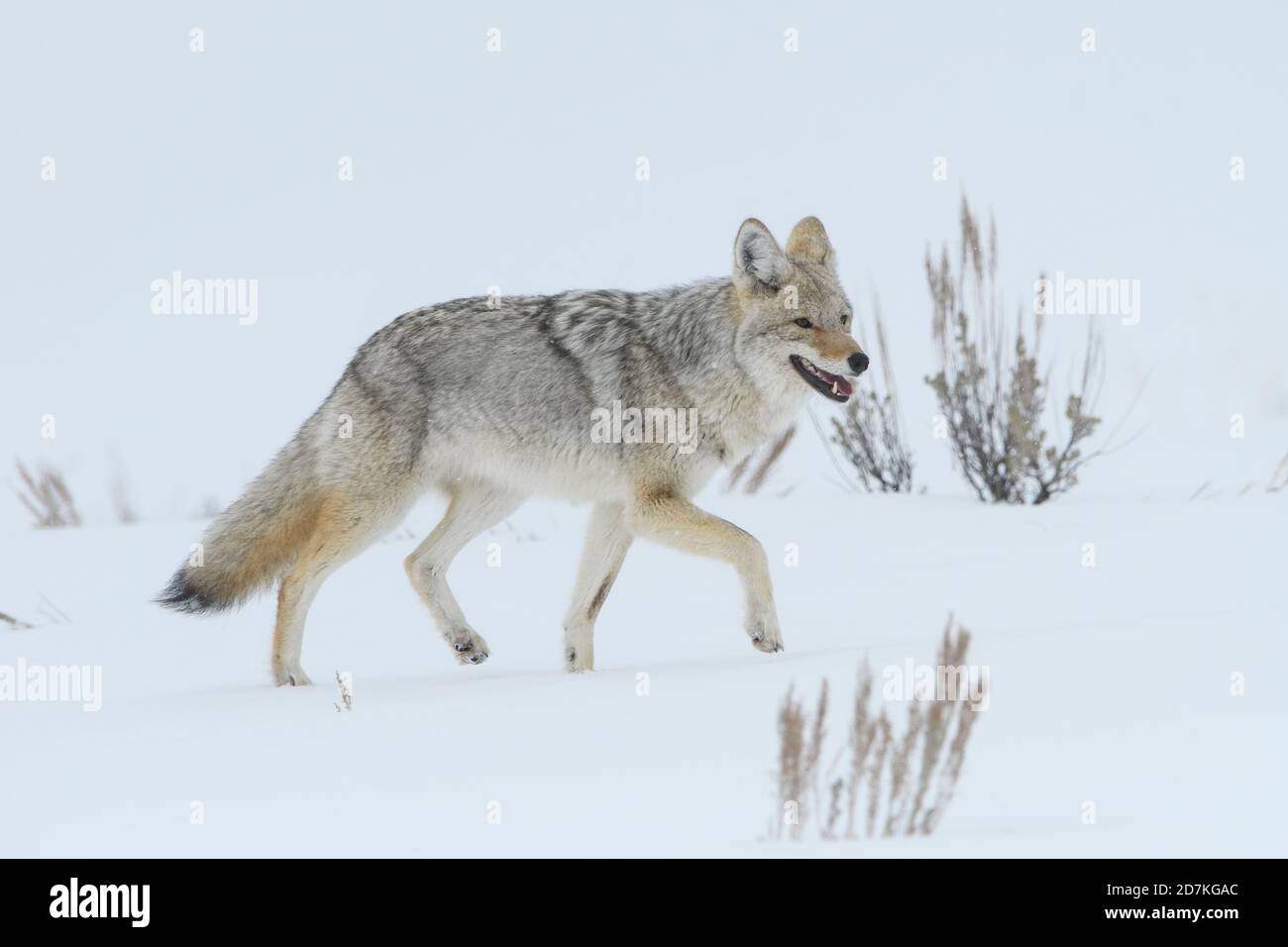 Coyote (Canis latrans), in snow, Yellowstone National Park, Wyoming Stock Photo