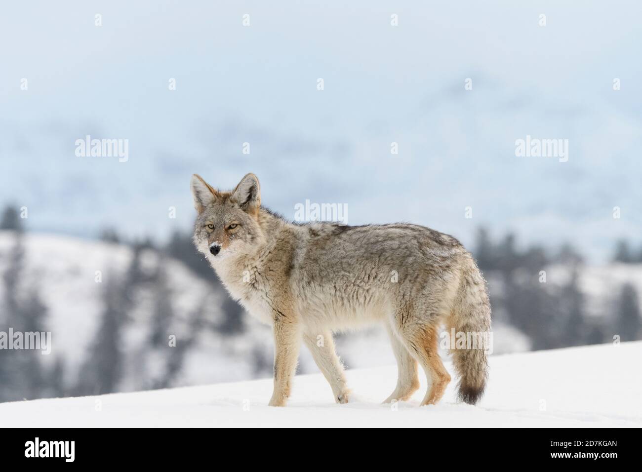 Coyote (Canis latrans), in snow, Yellowstone National Park, Wyoming Stock Photo