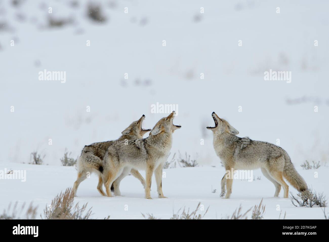Calling Coyotes (Canis latrans), Yellowstone National Park, Wyoming Stock Photo