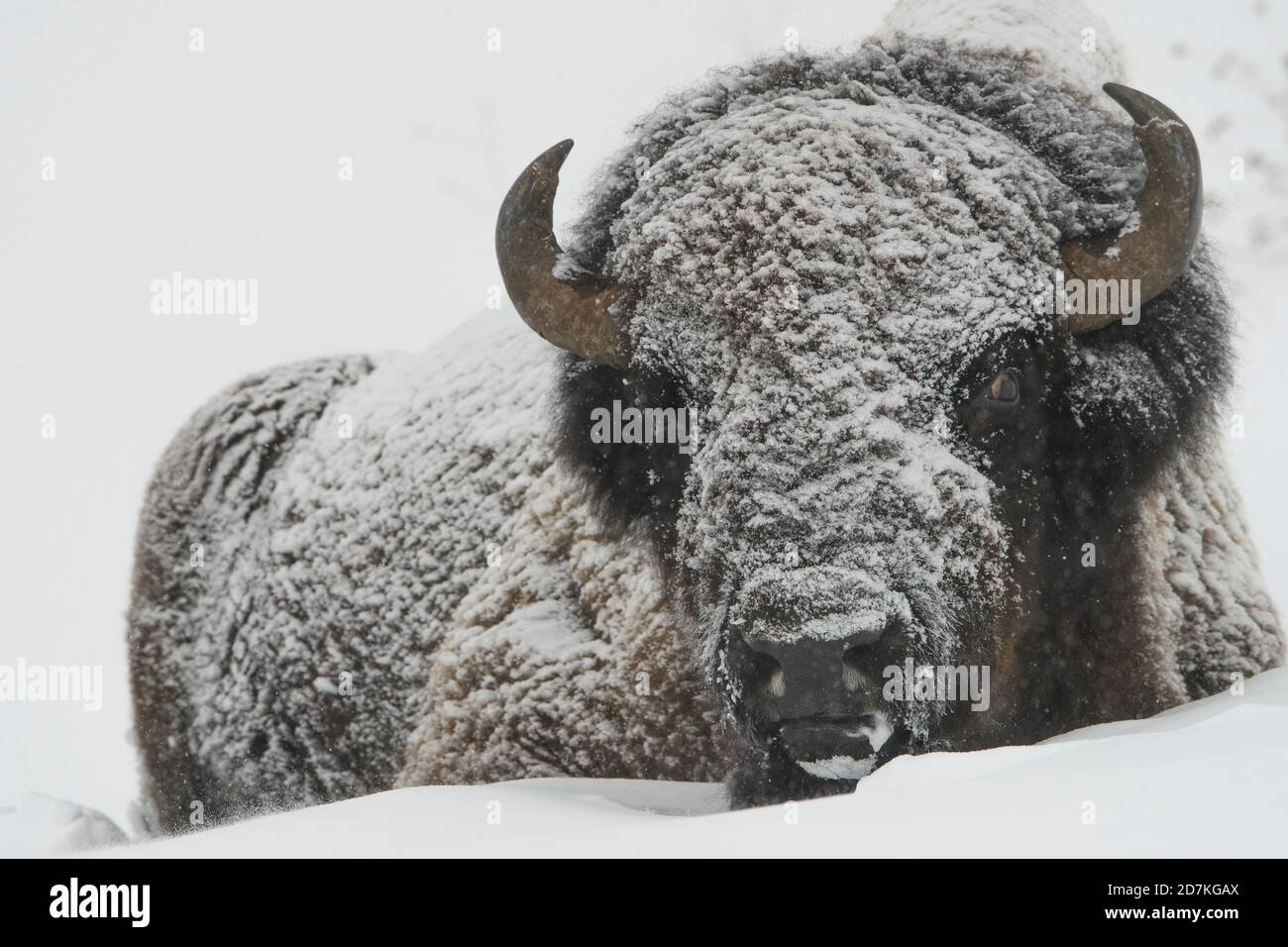 Bull Bison (Bison bison) in winter, Yellowstone National Park, Wyoming Stock Photo