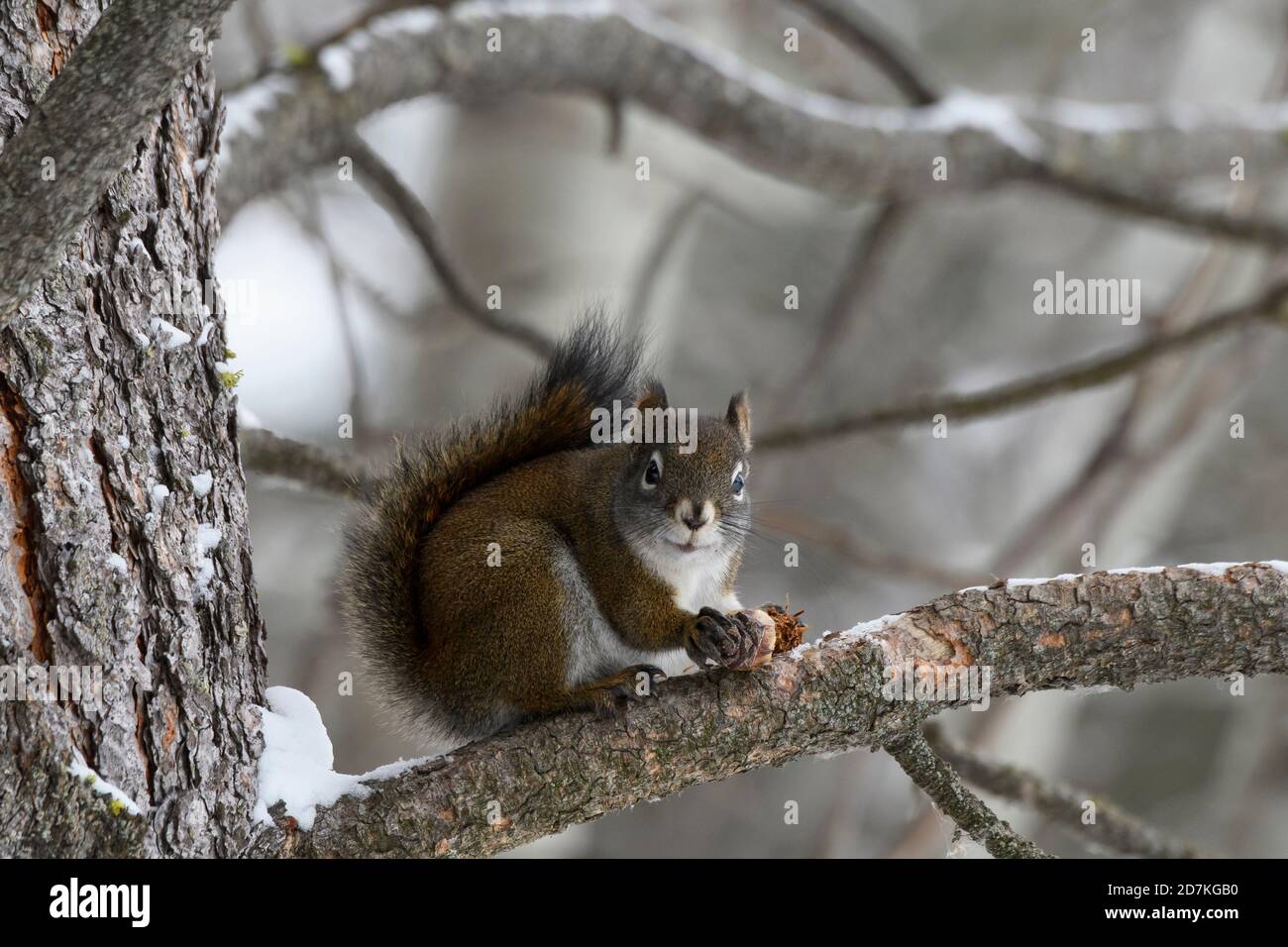 American Red Squirrel (Tamiasciurus hudsonicus) in winter, Missoula, Montana USA Stock Photo