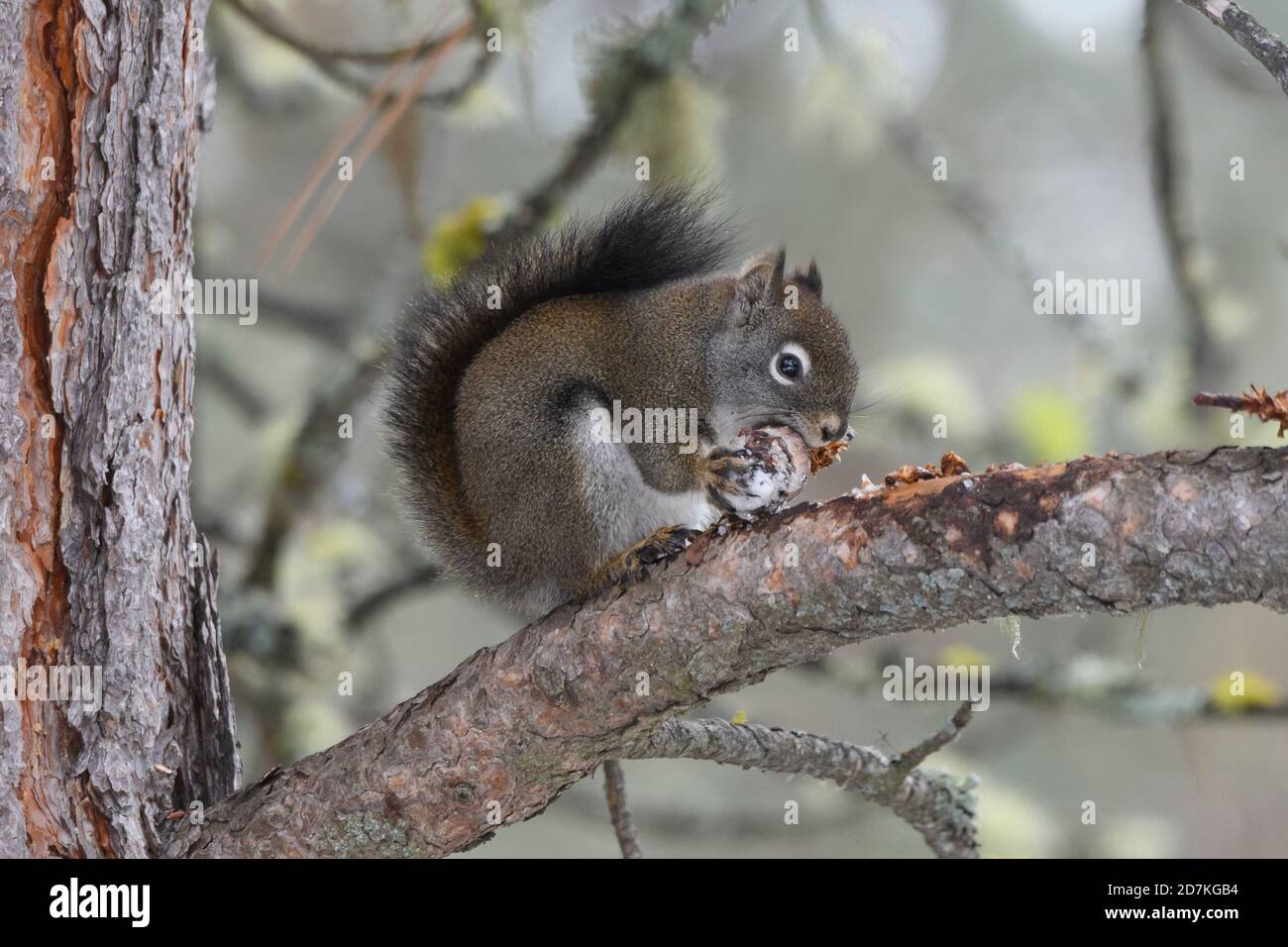 American Red Squirrel (Tamiasciurus hudsonicus), Missoula, Montana USA Stock Photo
