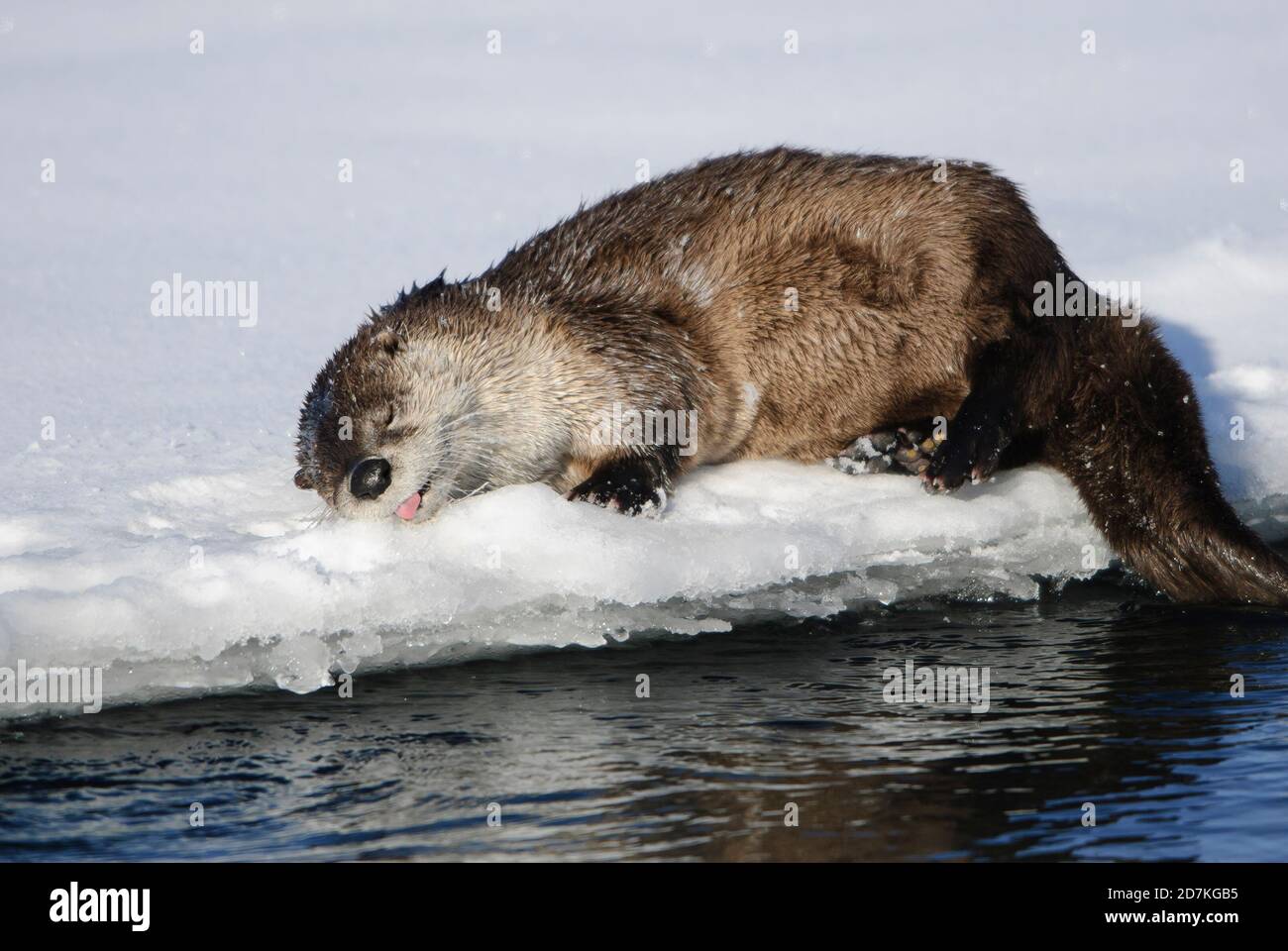 Sleeping River Otter - Lontra canadensis - Northern Rockies Stock Photo