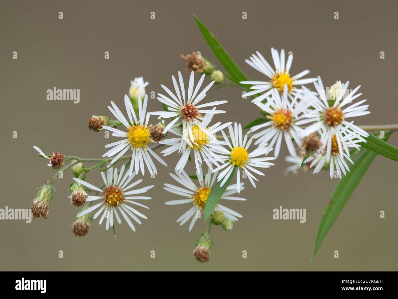 Selective focus shot of small white Aster flowers blooming in the garden Stock Photo