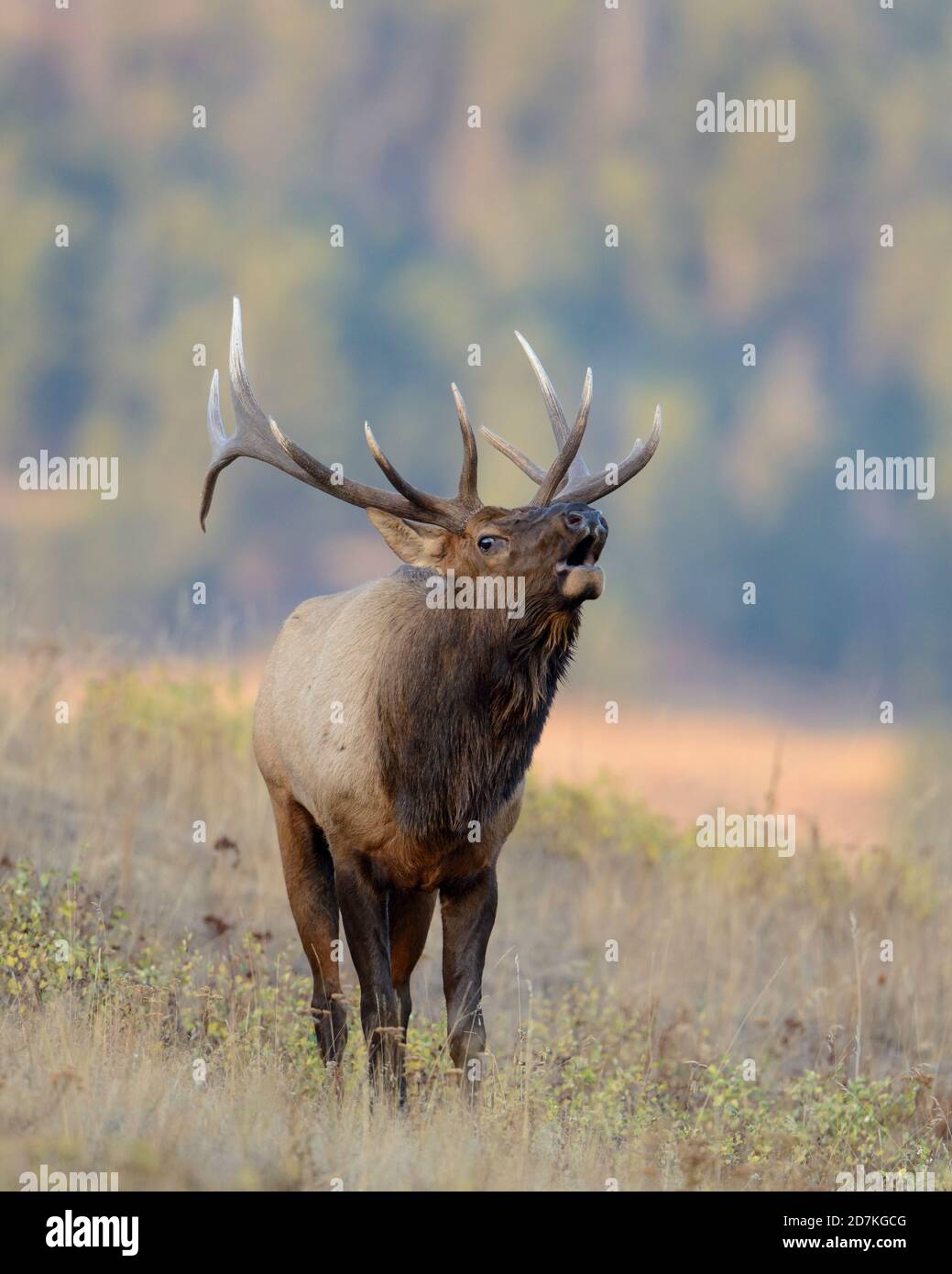 Bugling Rocky Mountain Elk (Cervus canadensis nelsoni), Western US Stock Photo