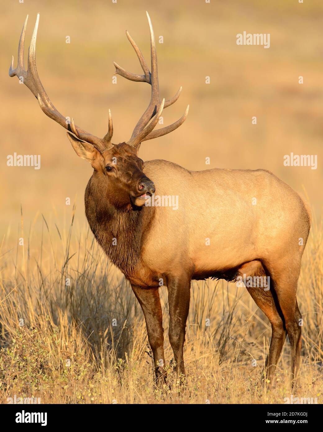 Rocky Mountain Elk (Cervus canadensis nelsoni), Western US Stock Photo