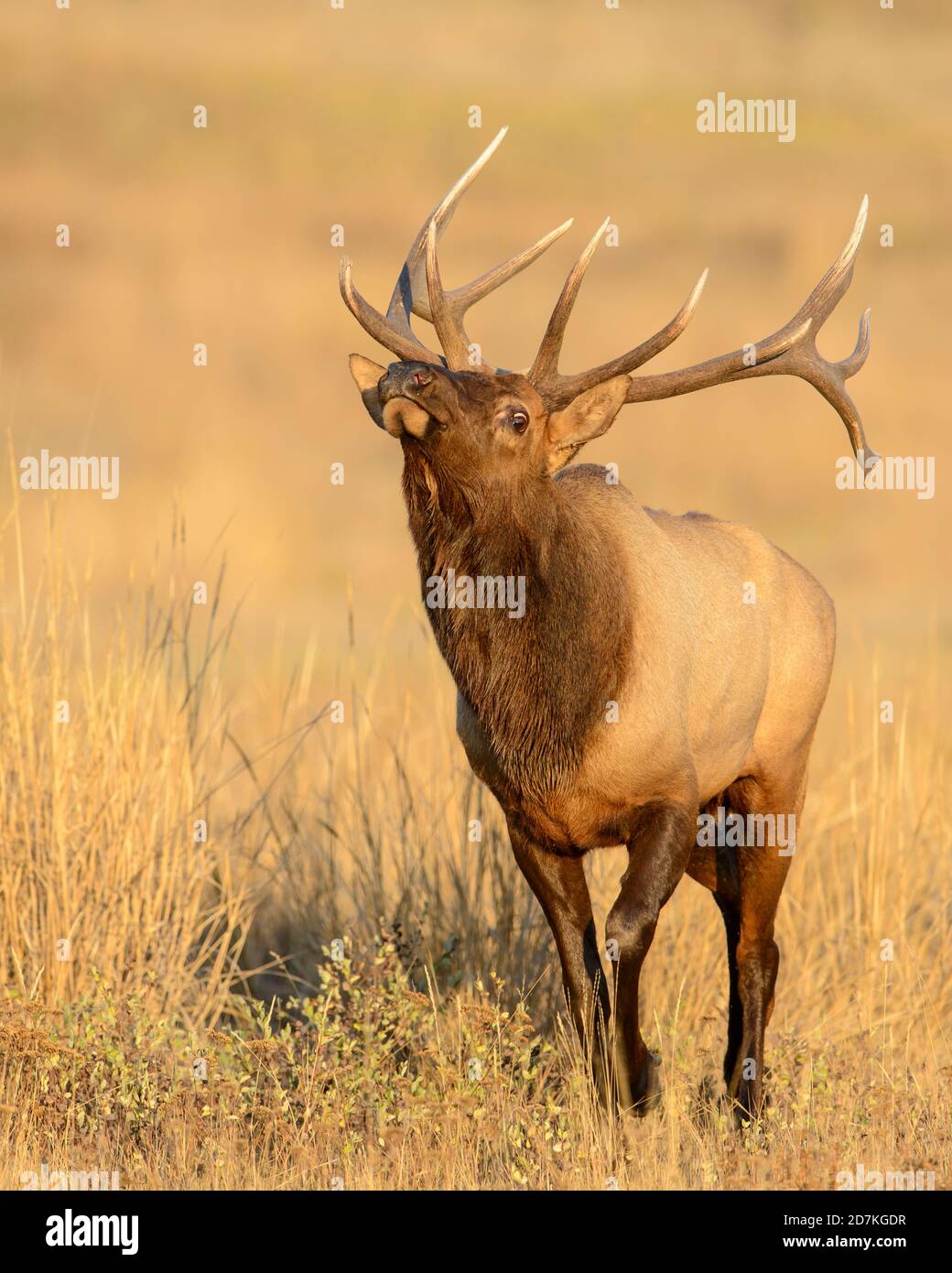 Bull elk (Cervus canadensis nelsoni) during the Autumnal mating rut, Western United States Stock Photo